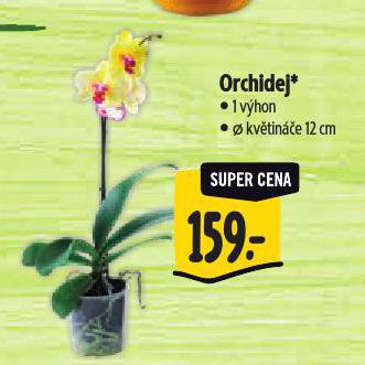 ORCHIDEJ