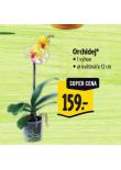 ORCHIDEJ