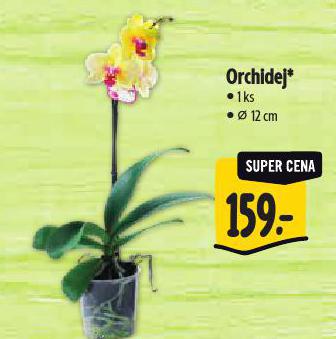 ORCHIDEJ