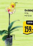 ORCHIDEJ