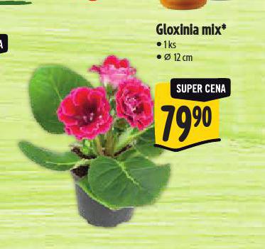 GLOXINIA MIX