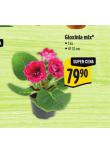 GLOXINIA MIX