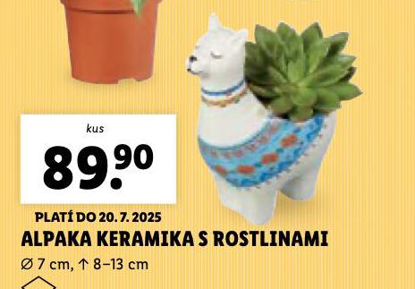 AKPAKA KERAMIKA S ROSTLINAMI