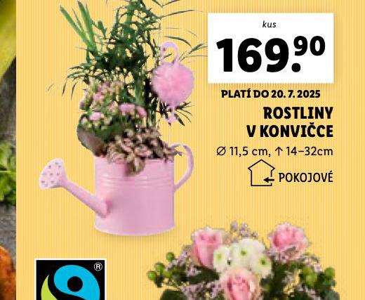 ROSTLINY V KONVICE