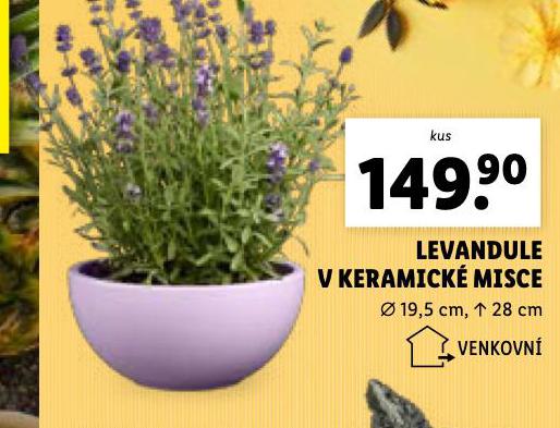 LEVANDULE V KERAMICK MISCE