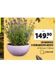 LEVANDULE V KERAMICK MISCE