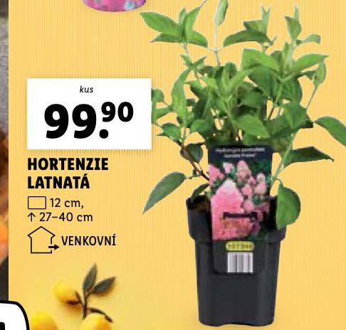 HORTENZIE LATNAT
