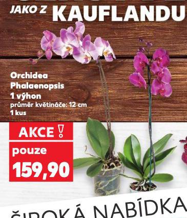 ORCHIDEA PHALAENOPSIS