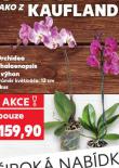 ORCHIDEA PHALAENOPSIS