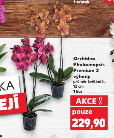 ORCHIDEA PHALAENOPSIS