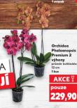 ORCHIDEA PHALAENOPSIS