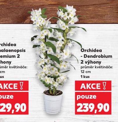 ORCHIDEA DENDROBIUM