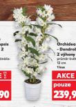 ORCHIDEA DENDROBIUM