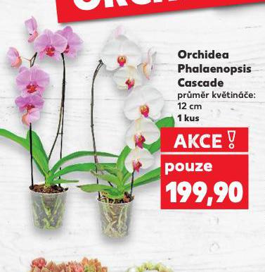 ORCHIDEA PHALAENOPSIS