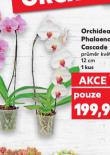 ORCHIDEA PHALAENOPSIS