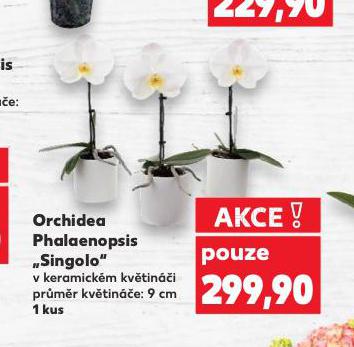 ORCHIDEA PHALAENOPSIS