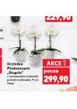 ORCHIDEA PHALAENOPSIS