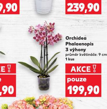 ORCHIDEA PHALAENOPSIS