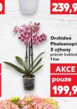 ORCHIDEA PHALAENOPSIS