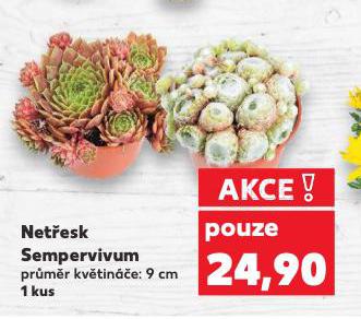 NETESK