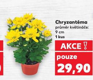 CHRYZANTMA