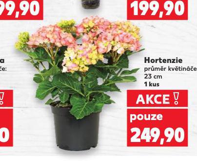 HORTENZIE