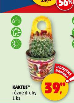 KAKTUS