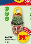 KAKTUS