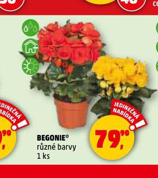 BEGONIE