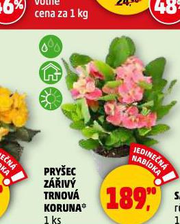 PRYEC ZIV TRNOV KORUNA