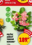 PRYEC ZIV TRNOV KORUNA