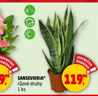 SANSEVIERIA
