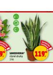 SANSEVIERIA