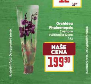 ORCHIDEA - PHALAENOPSIS