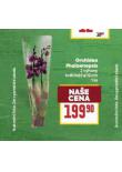 ORCHIDEA - PHALAENOPSIS