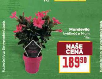 MANDEVILLA