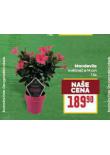 MANDEVILLA