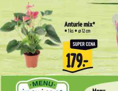 ANTURIE MIX