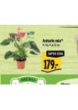ANTURIE MIX