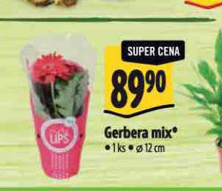 GERBERA MIX