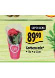 GERBERA MIX