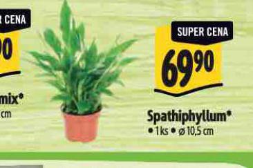 SPATHIPHYLLUM