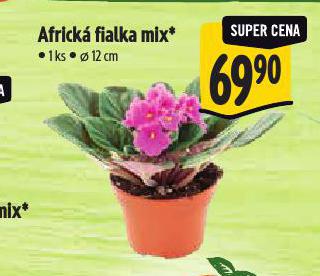 AFRICK FIALKA MIX