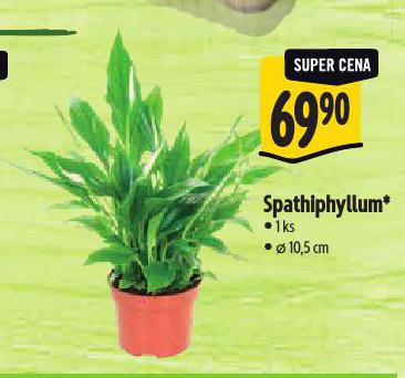 SPATHIPHYLLUM