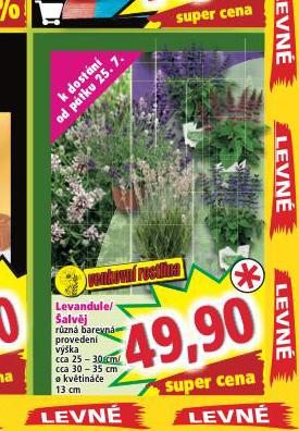 LEVANDULE / ALVJ