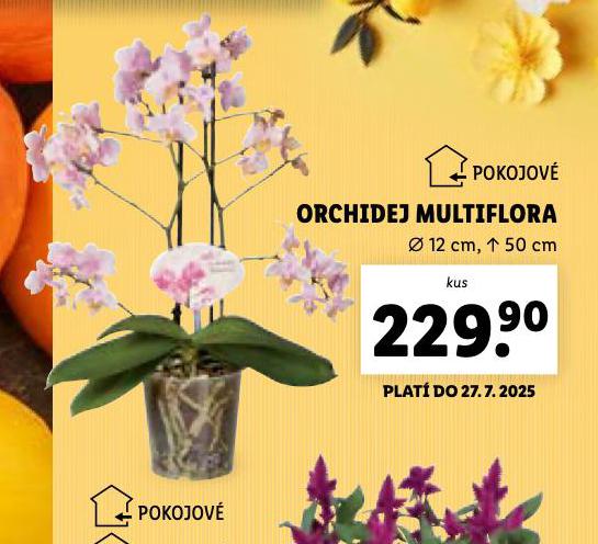 ORCHIDEJ MULTIFLORA