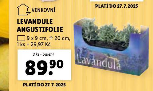 LEVANDULE ANGUSTIFOLIE