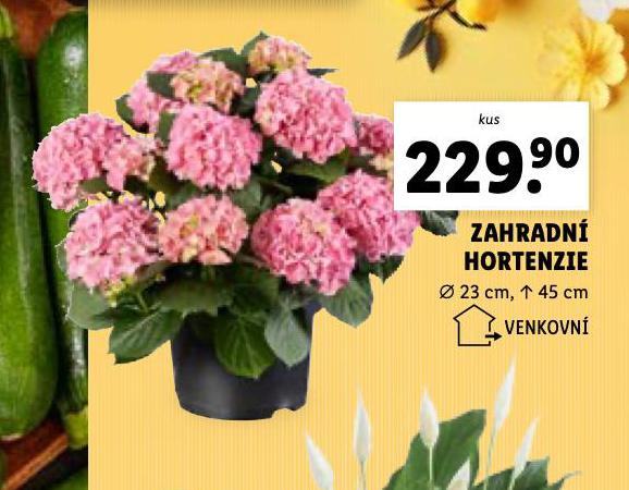 ZAHRADN HORTENZIE