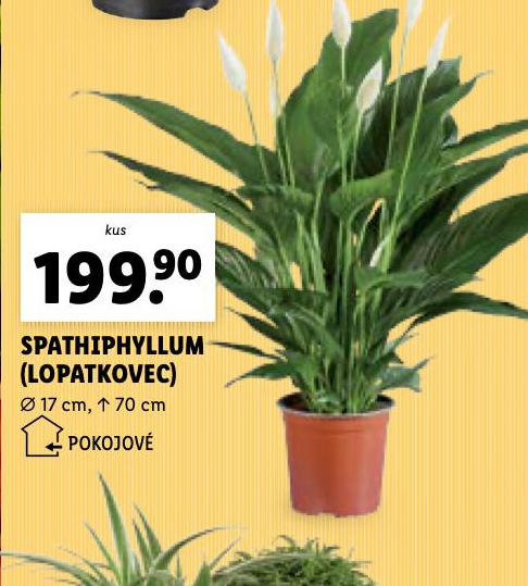 SPATHIPHYLLUM - LOPATKOVEC