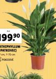 SPATHIPHYLLUM - LOPATKOVEC